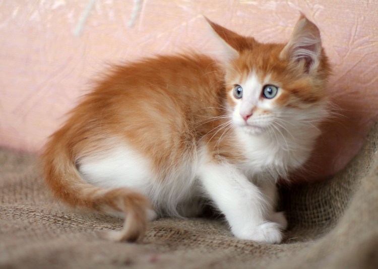 Мейн кун рыжий с белым