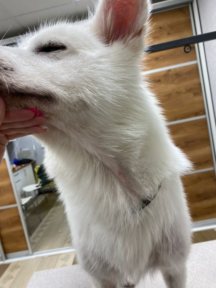 Юниорская линька Акита ину