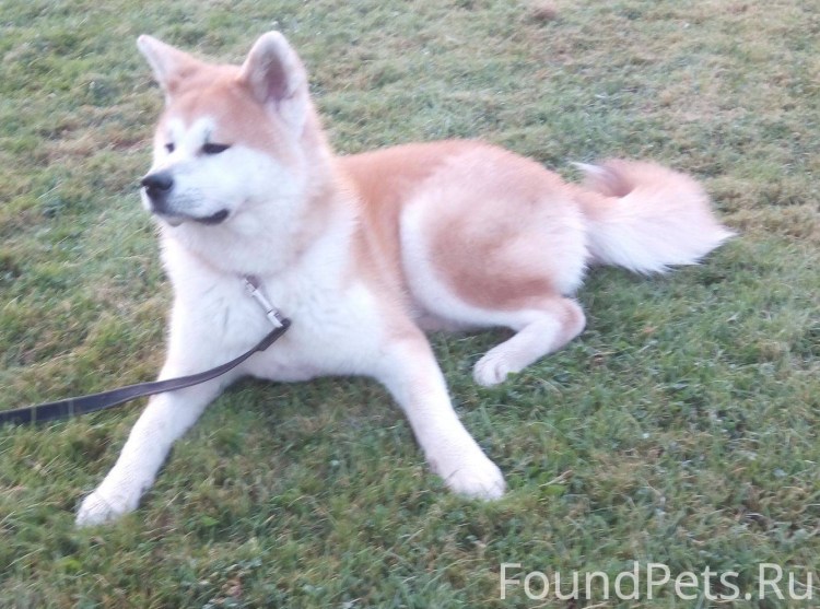 Себаденит Акита