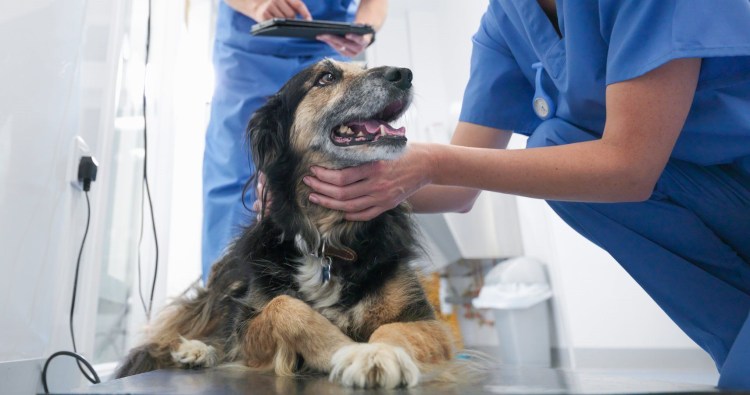 Белая лайка самоед