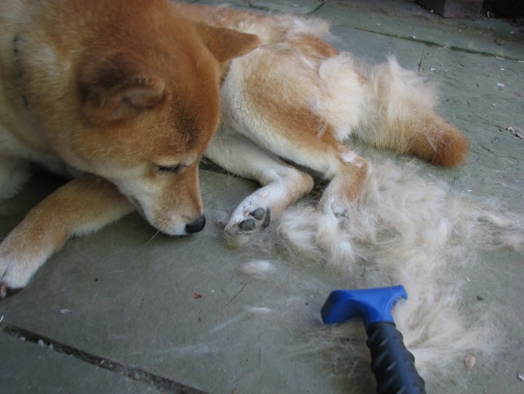 Акита ину линька