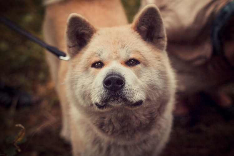 Себаденит Акита