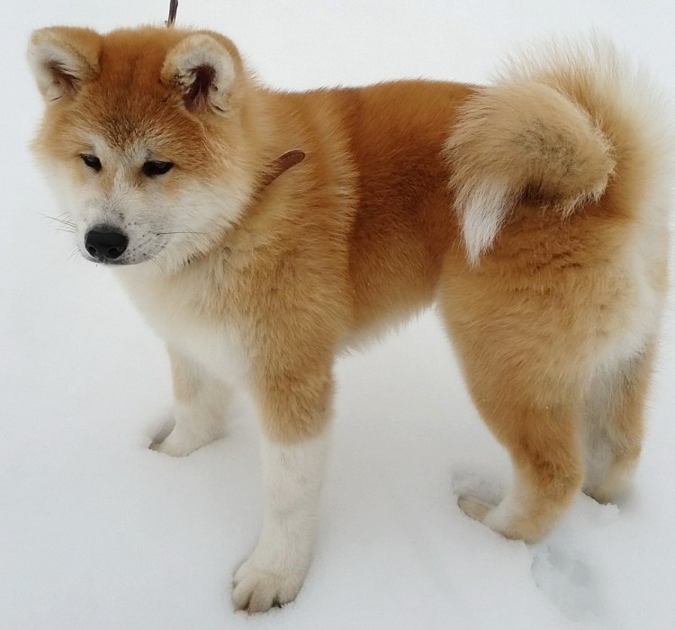 Порода Акита ину