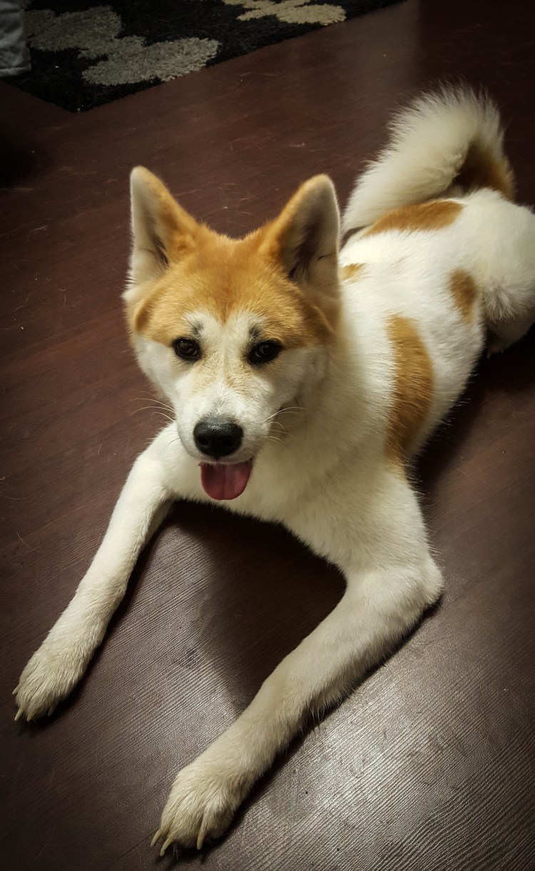 Аллергия у Акита ину