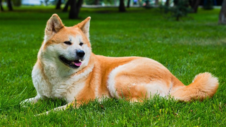 Акита-ину длинношерстная белая