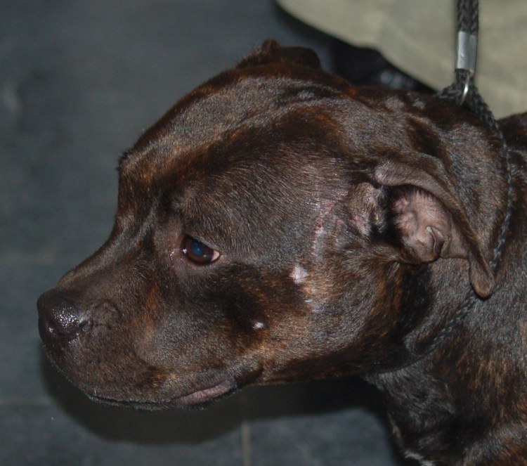 Атопический дерматит у собак