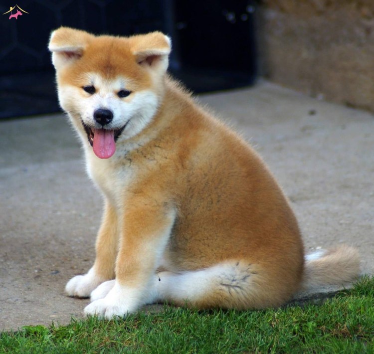 Симптомы заражения бешенством у собаки