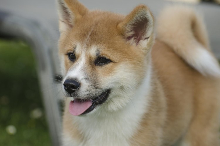 Микроспория (стригущий лишай) у собак