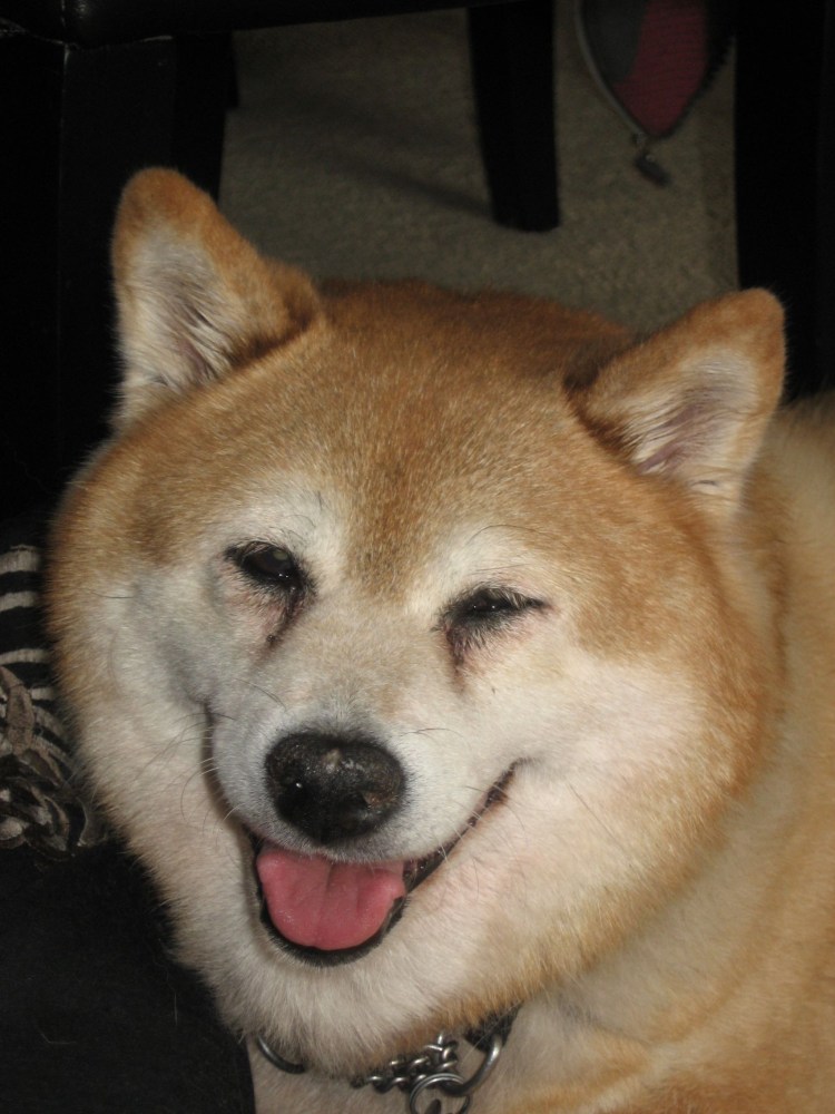 Сиба ину удивление