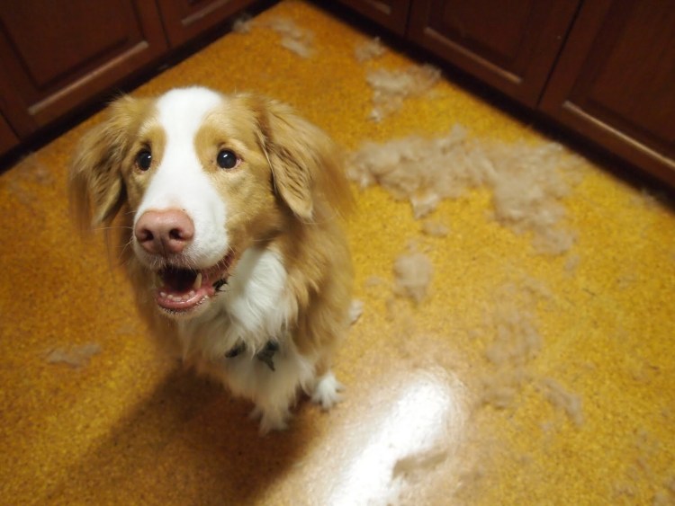 Йоркширский терьер аллергодерматоз