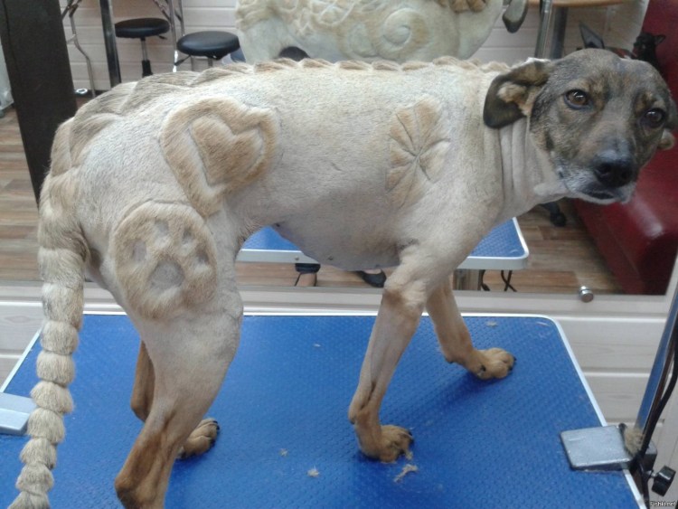 Линяла собака