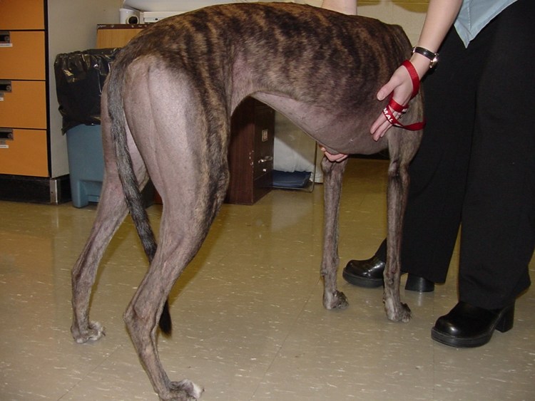 Среднеазиатская овчарка алабай злая