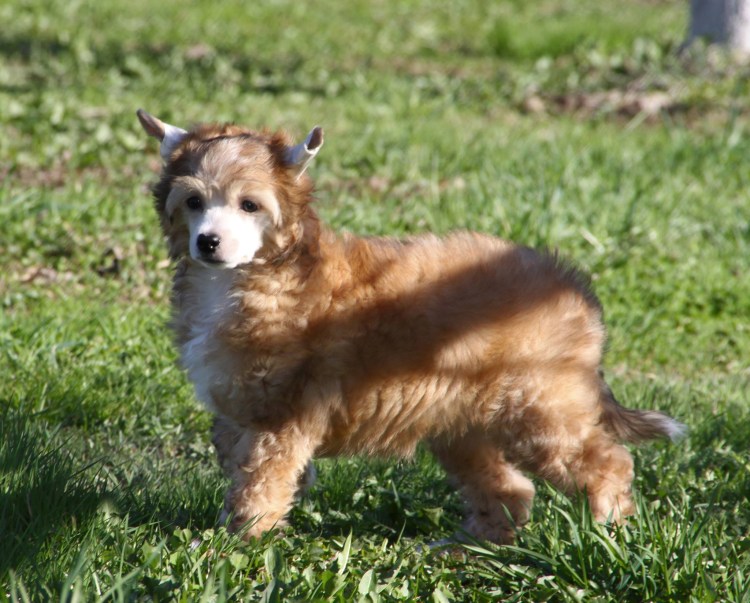 Кожные паразиты (власоеды),