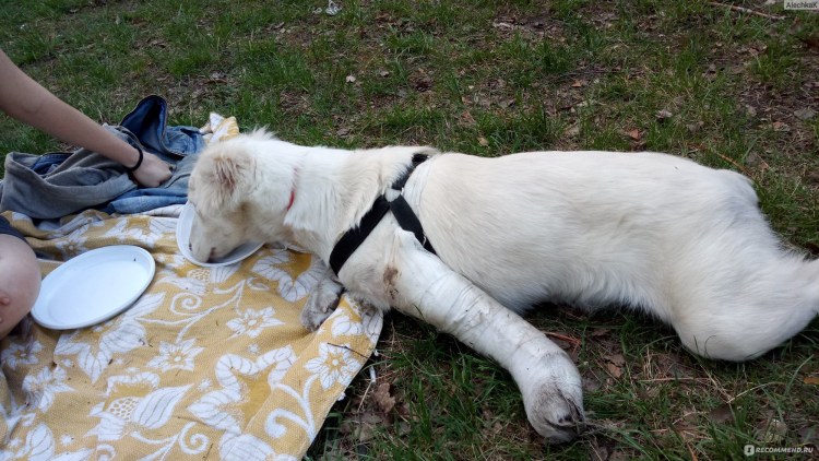 Акита ину императора Японии