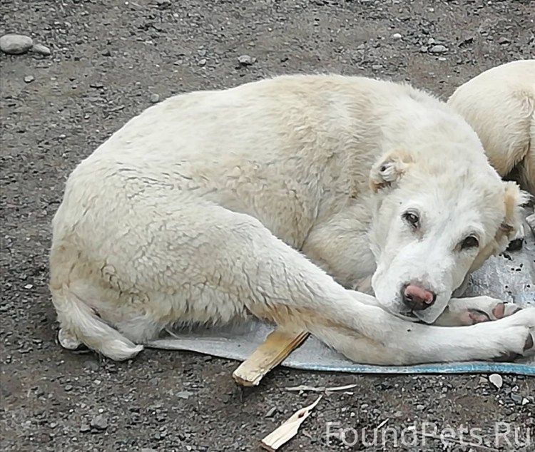 Атопический дерматит у собак