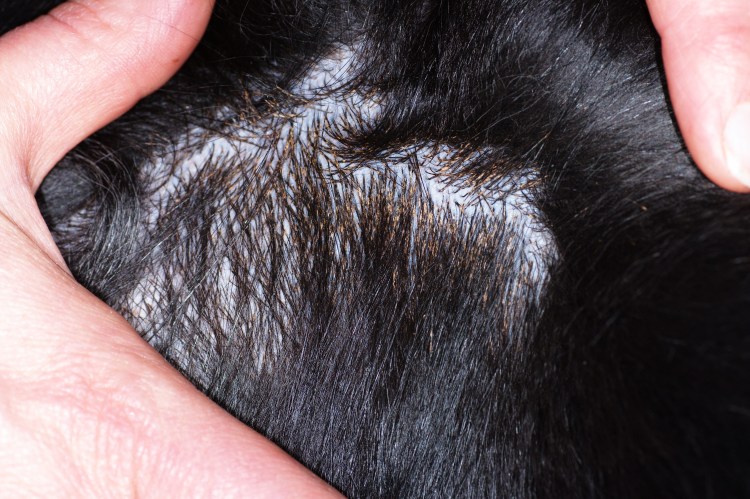 Аденит сальных желез у щенка