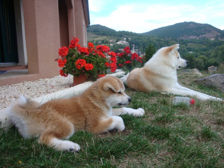 Аллергия у Акита ину