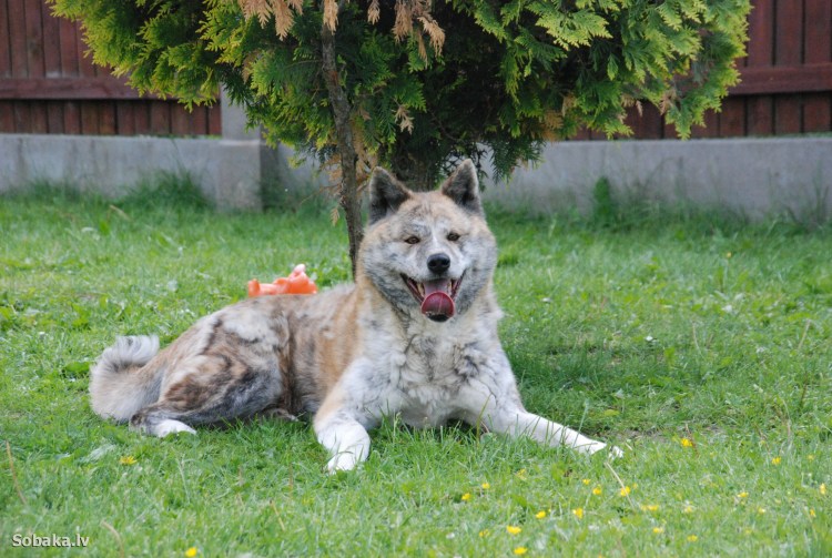 Пироплазмоз немецкой овчарки