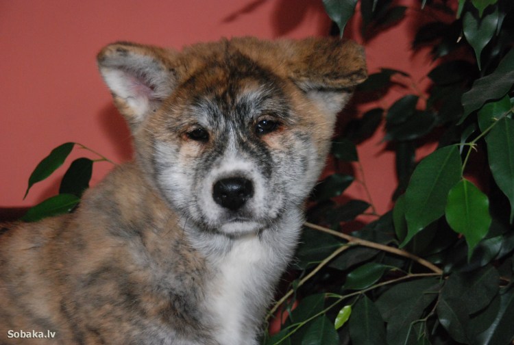 Пёс Квазимодо овчарка