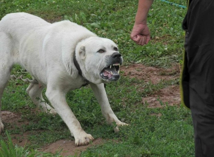 Акита ину стриженный