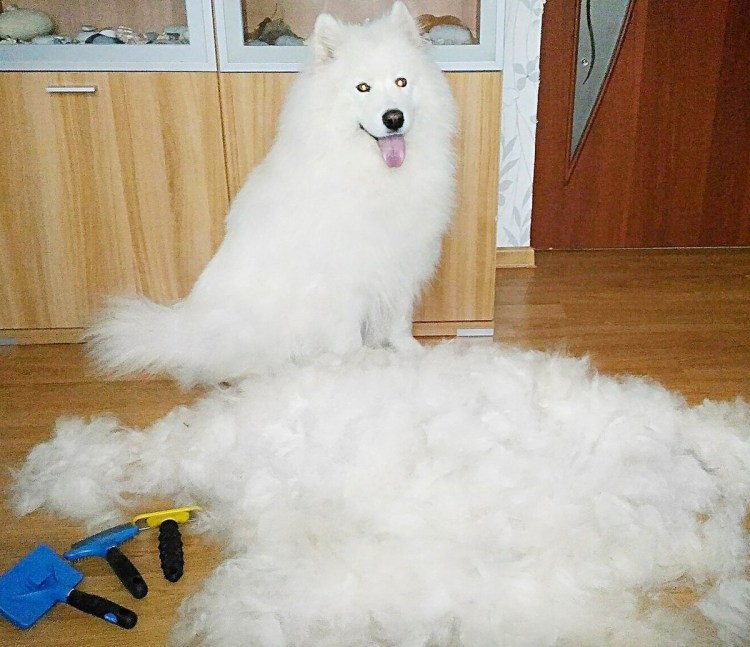 Симметричная алопеция у собак