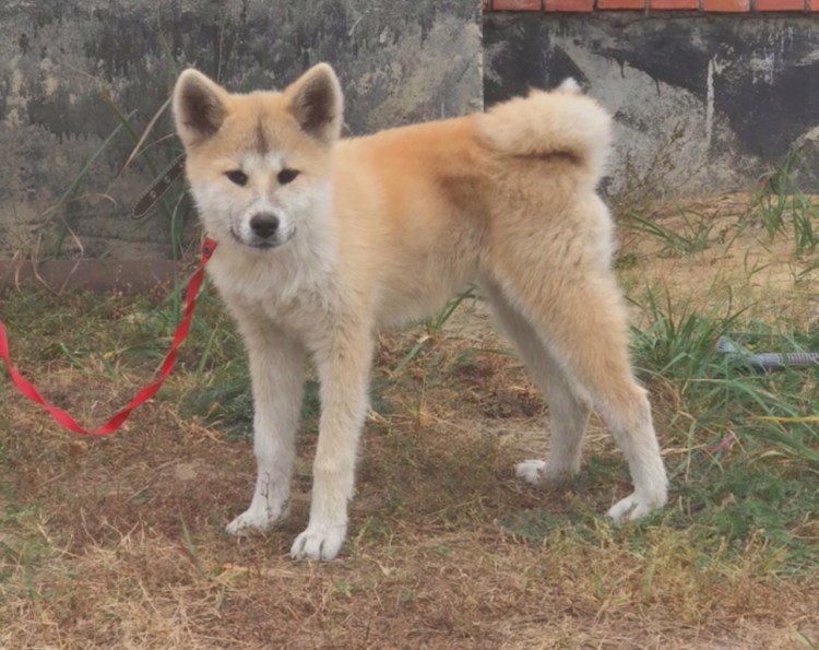 Акайо Акита ину Елена Старшинова