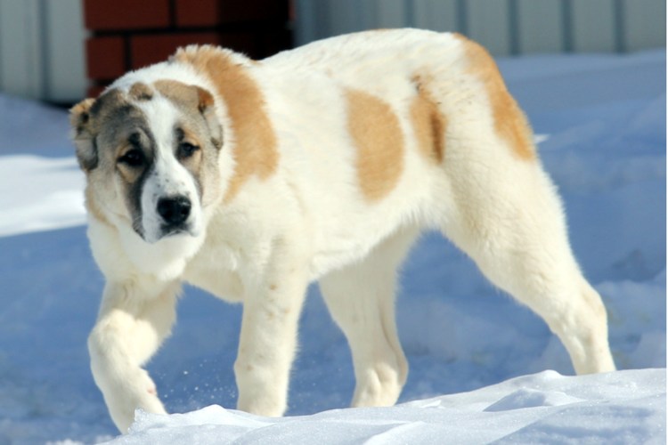 Лимфоэкстравазат ретривер