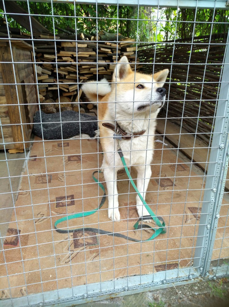 Строение щитовидной железы собаки