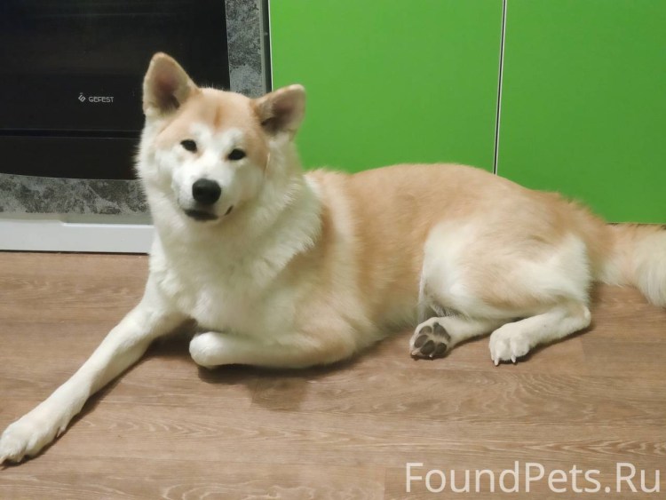 Собачка Акита ину