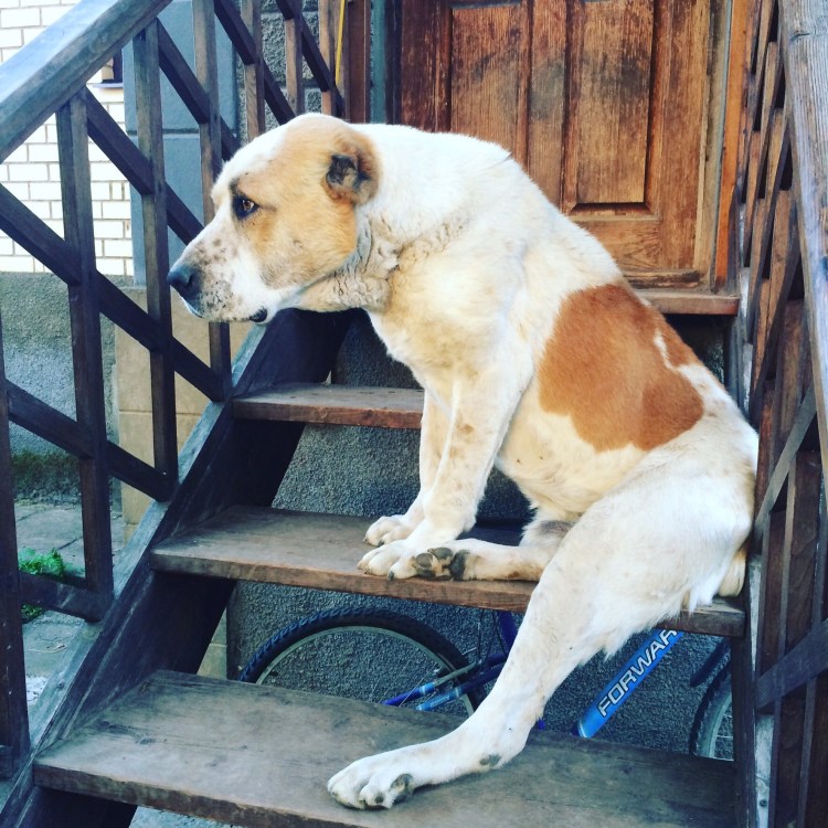 Доброкачественная опухоль у собаки