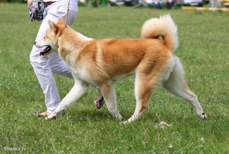 Акита ину флаффи характер