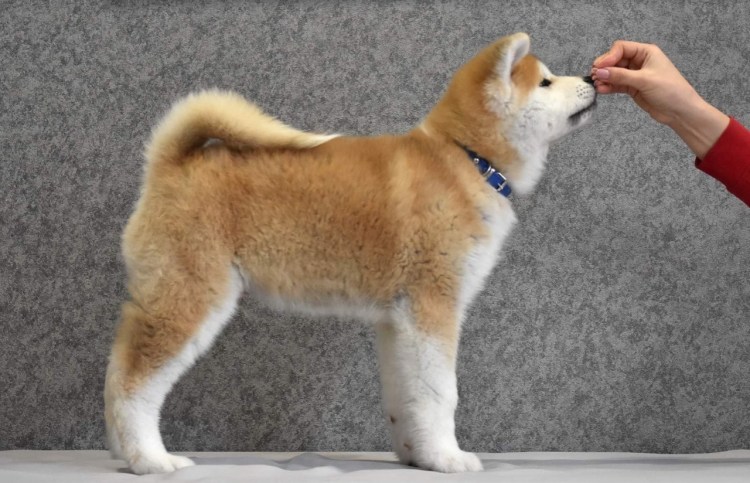 Американский сиба ину