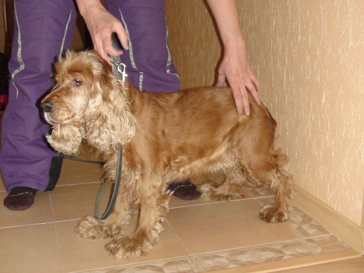 Кормить собаку