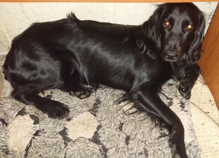 Английский кокер спаниель рост и вес