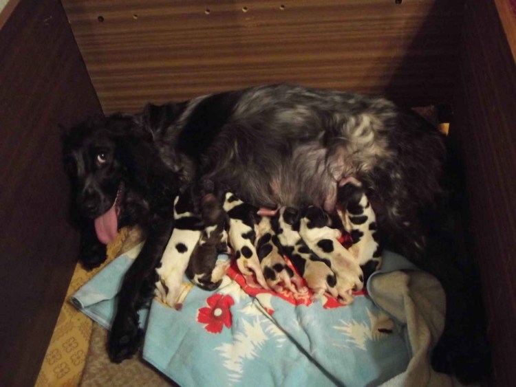 Щенки русского спаниеля род 28.12.20