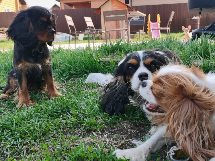 Английский кокер спаниель линька