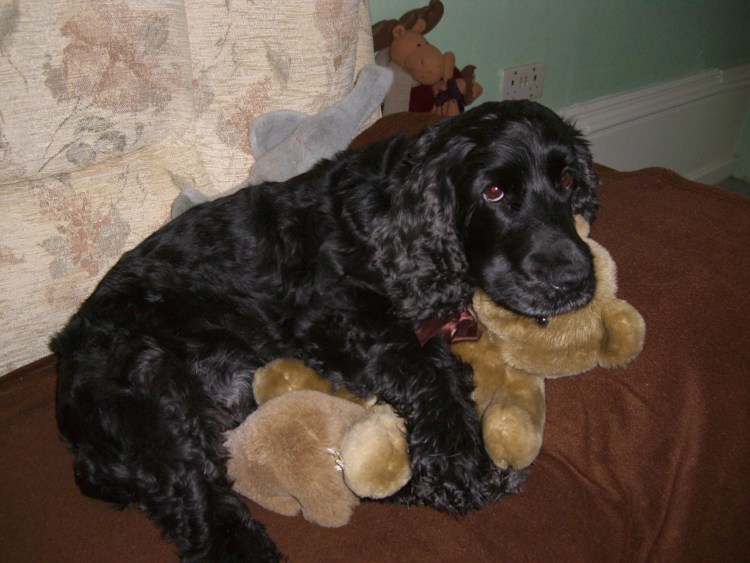 Спаниель Детеныши и их родители