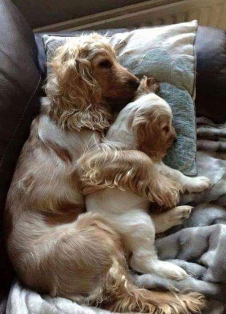 Сеттер ирландский суки