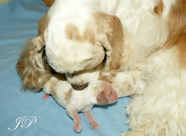 Английский кокер спаниель рыжий