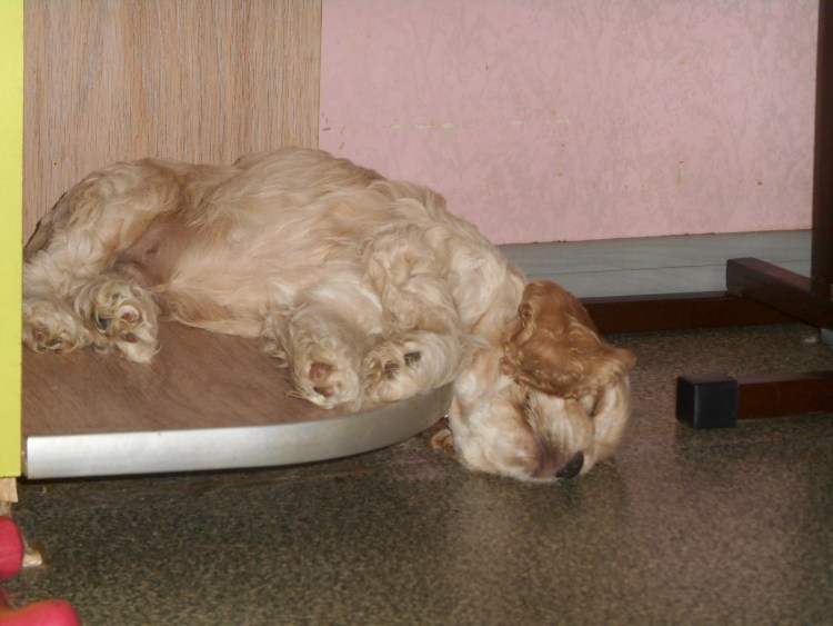 Беременная кокер спаниель