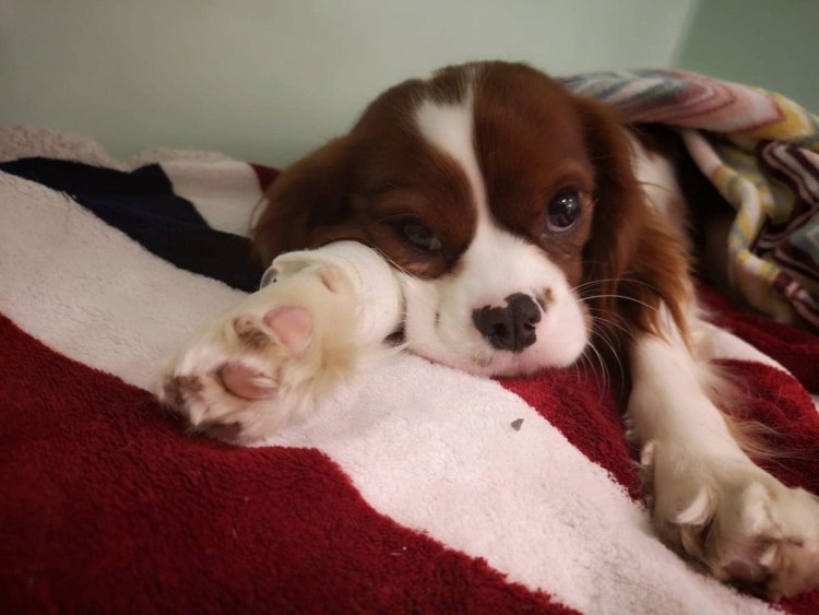 Новорожденные щенки американского кокер спаниеля