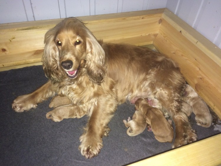 Кокер-спаниеля Репьевка