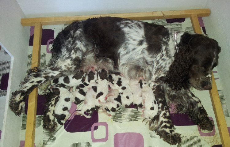 Корм для русского спаниеля