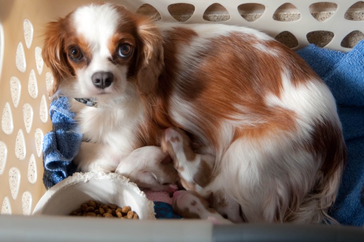 Собака среди игрушек