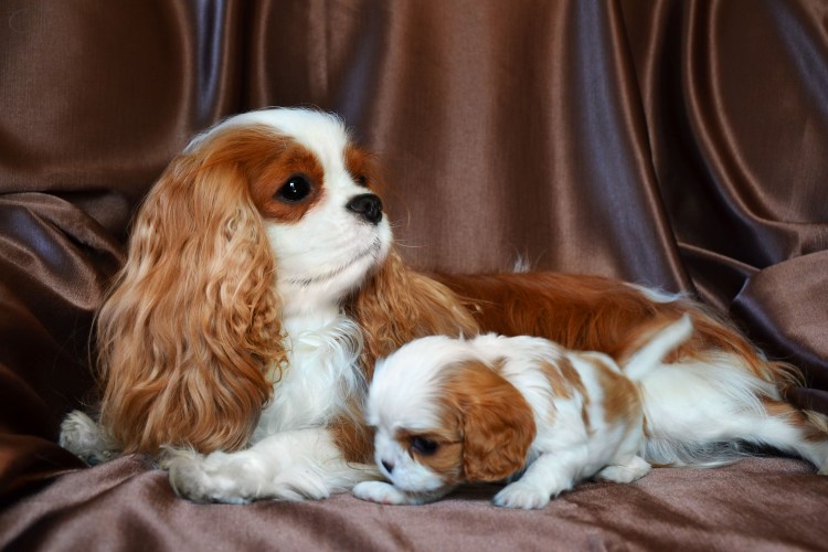 Спрингер спаниель питомник