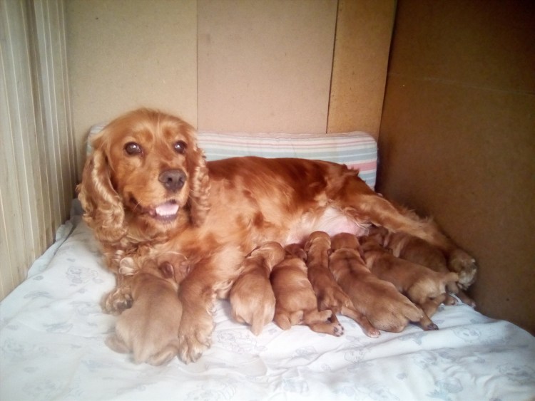 Ветеринар и кокер спаниеля