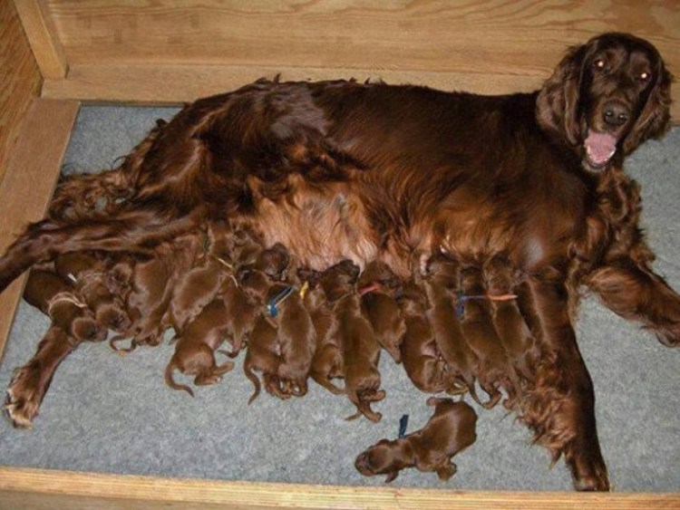 Собака с новорожденными щенками
