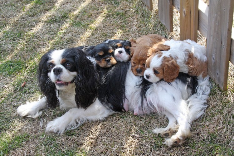 Зубы кавалер Кинг Чарльз спаниелей