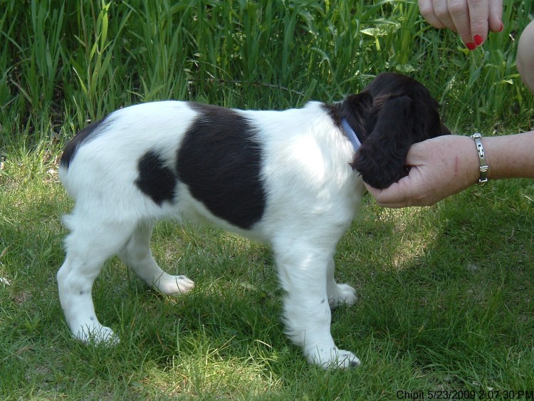 Мама собака и щенок