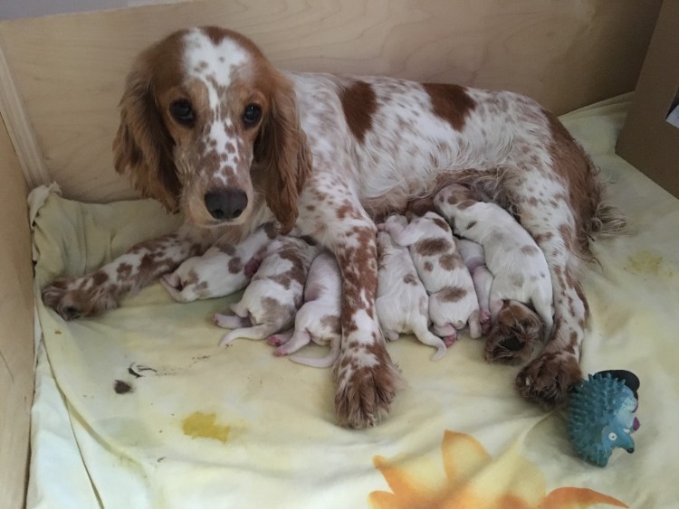 Русский охотничий спаниель бежевый